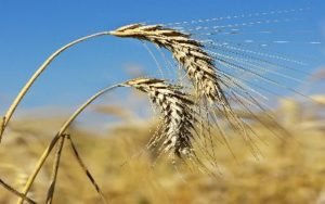 GRANO 2