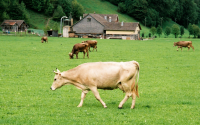 Switzerland 20